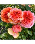 Spray Rose Teresa